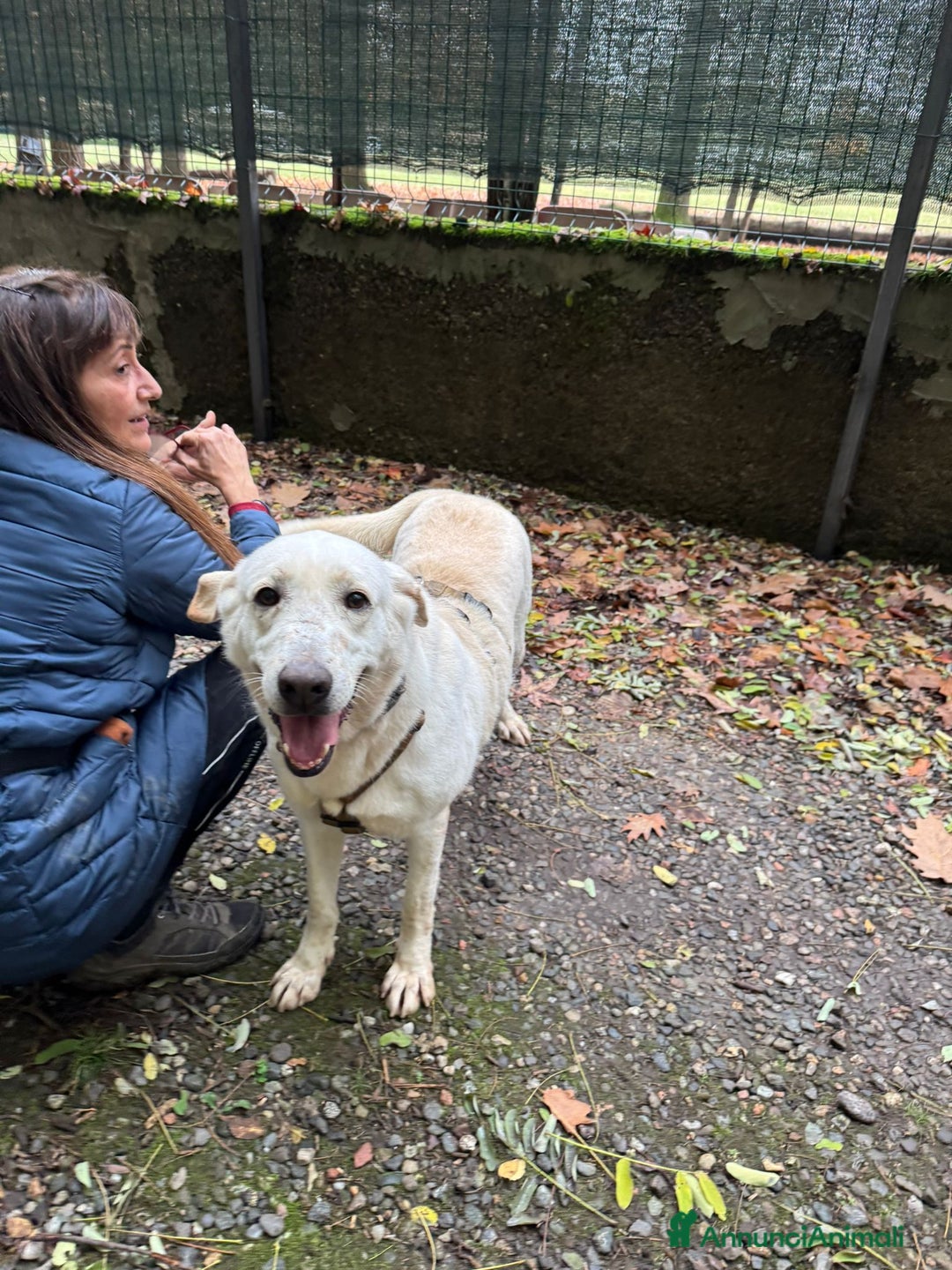 Labrador cani in regalo: Splendida Labrador Easy - Annuncio 6