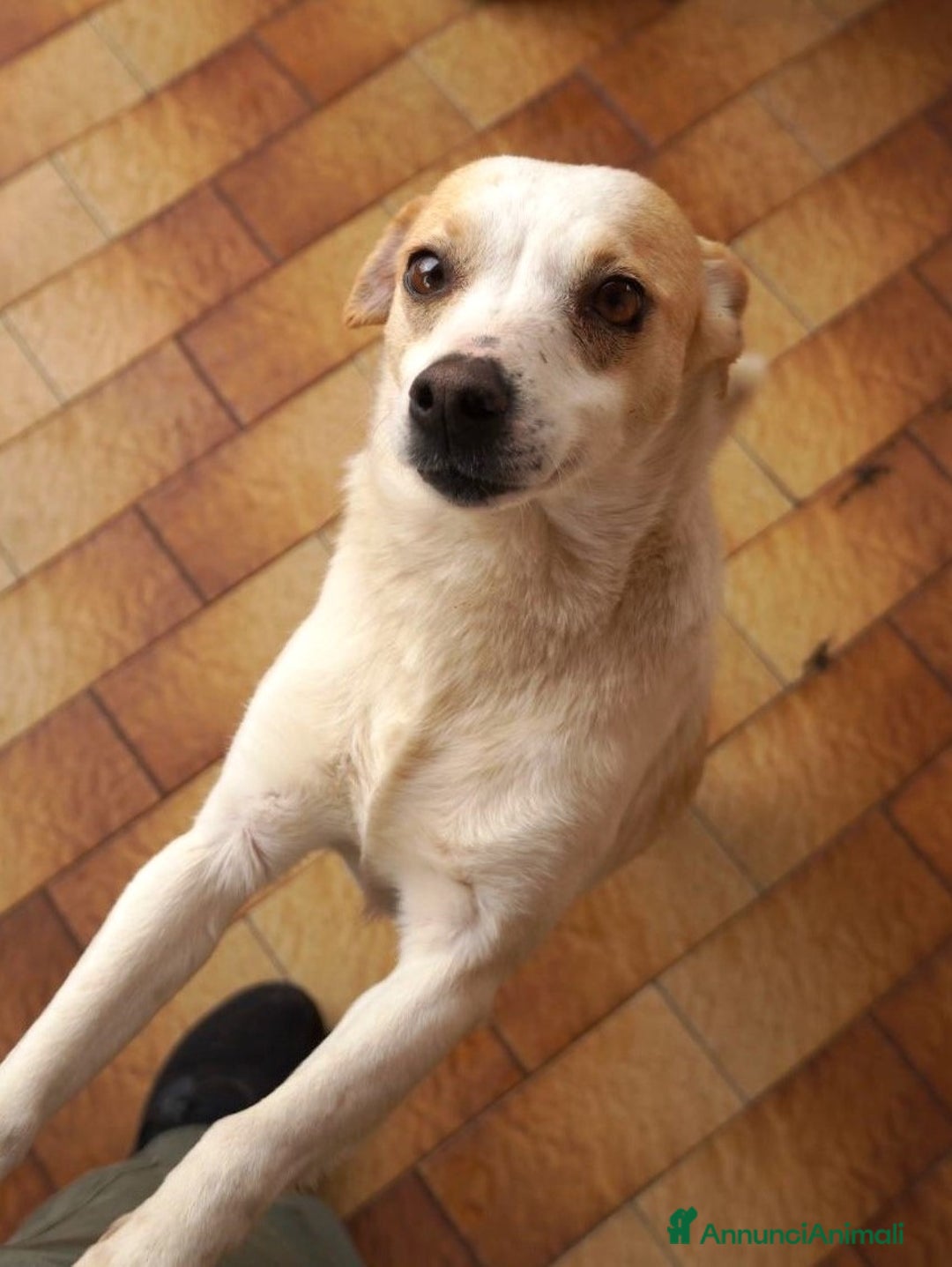 Meticcio cani in regalo: Panna, adozione del ❤️ - Annuncio 13