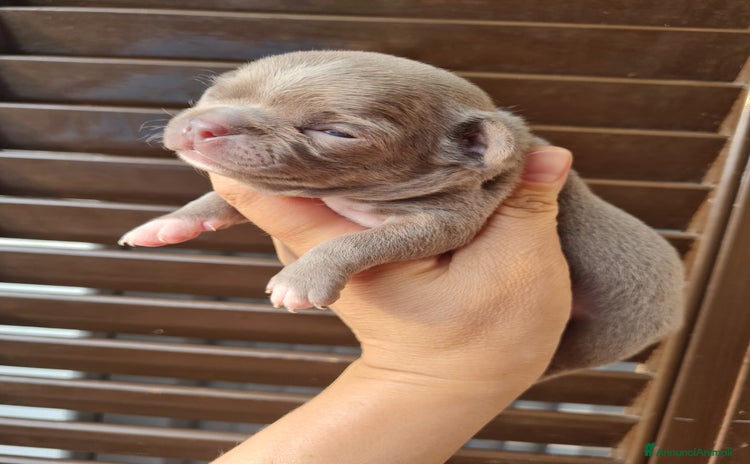 Chihuahua cani a Provincia di Biella - Annuncio 18