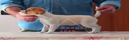 Jack Russell cani in vendita: Cucciolata Jack Russelle Terrier con Pedigree - Annuncio 12
