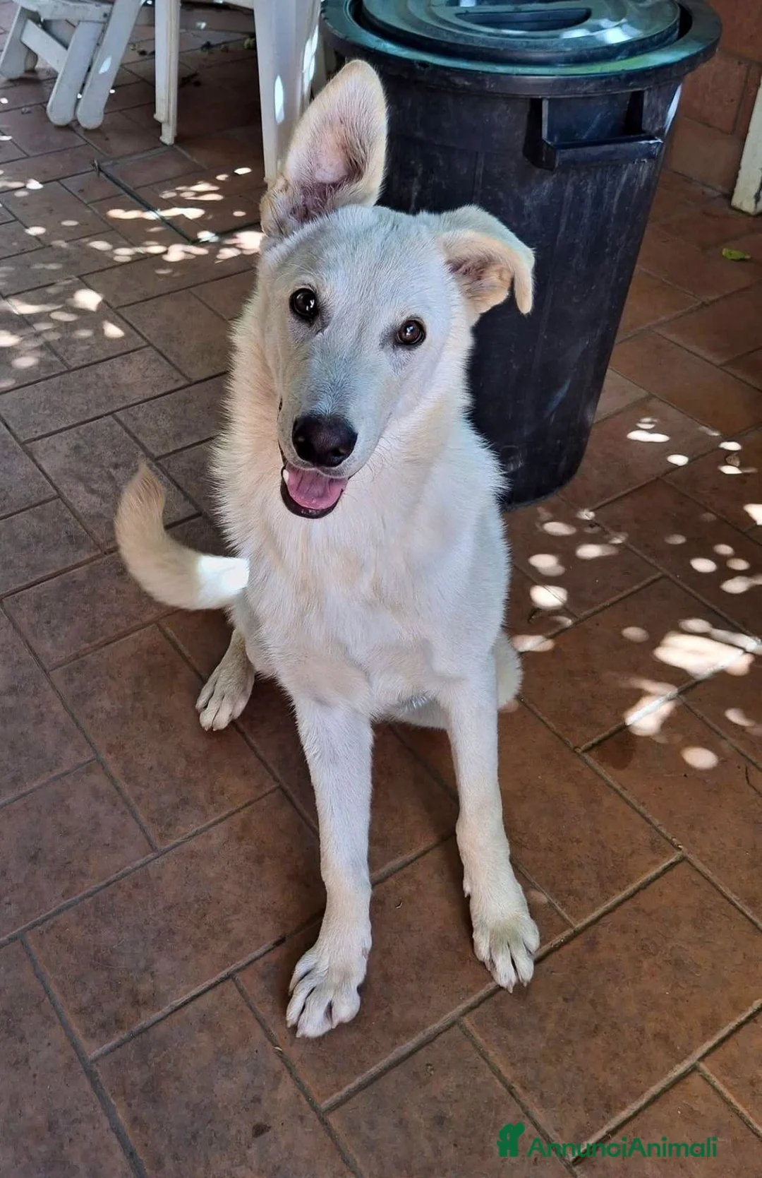 Meticcio cani in regalo: SID 💙 - cerca una famiglia che voglia risate! 😍 - Annuncio 3