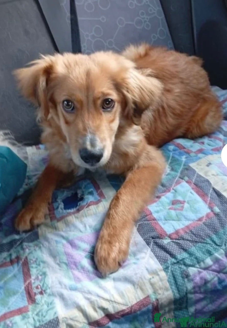 Meticcio cani Drupy simil cocker cerca casa - Annuncio 18