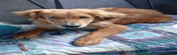 Meticcio cani in regalo: Drupy simil cocker cerca casa - Annuncio 1