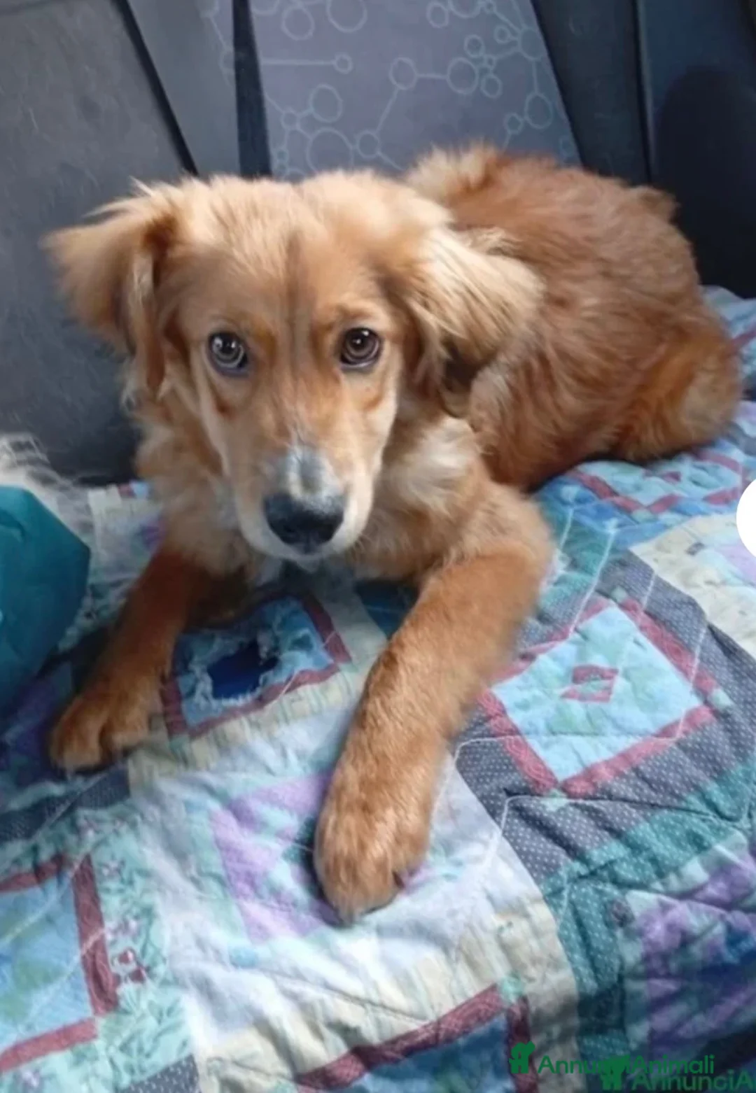 Meticcio cani in regalo: Drupy simil cocker cerca casa - Annuncio 1