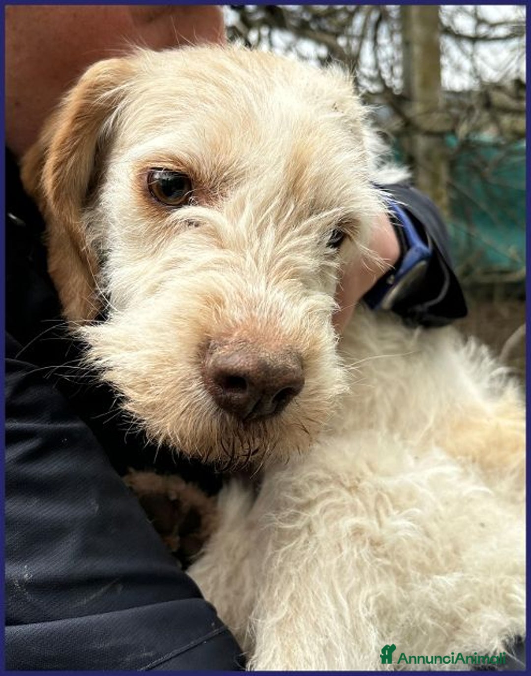 Meticcio cani in regalo: SPIGA tenera spinoncina di 3 anni circa - Annuncio 4