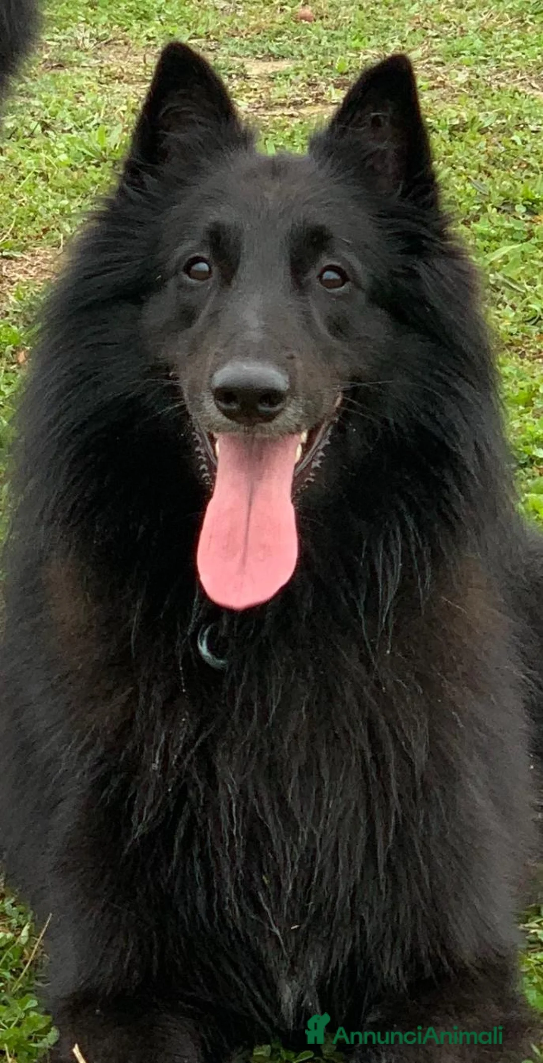 Pastore Belga cani in vendita: Cuccioli pastore belga Groenendael - Annuncio 6