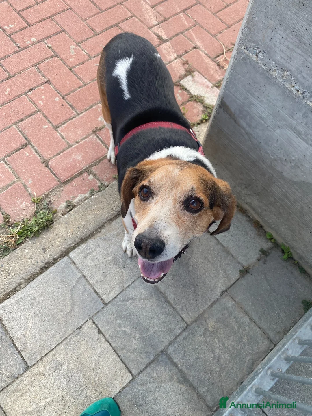 Beagle cani in regalo: Il piccolo Oscar cerca una nuova famiglia a Città Metropolitana di Torino - Annuncio 1