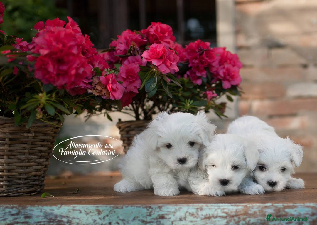 Maltese cani in vendita: Maltesi con Pedigree a Città Metropolitana di Bologna - Annuncio 3