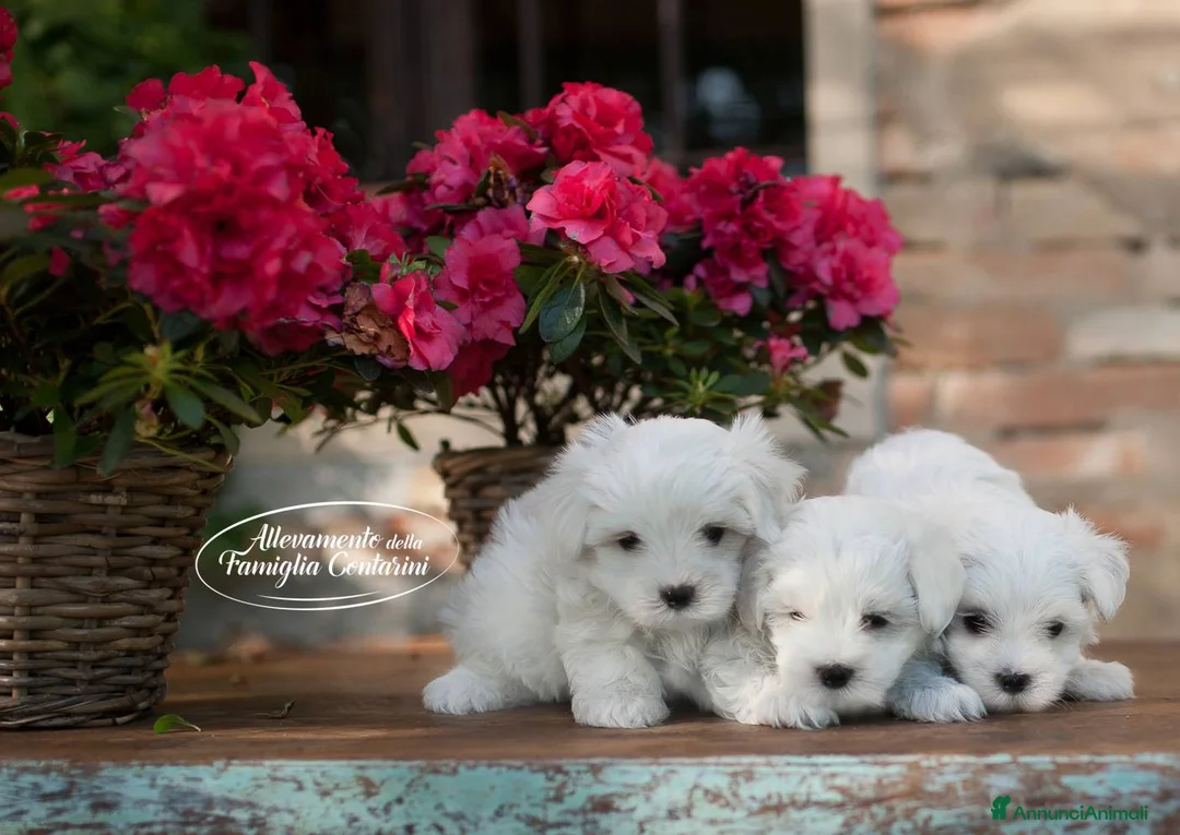 Maltese cani in vendita: Maltesi con Pedigree a Città Metropolitana di Bologna - Annuncio 3