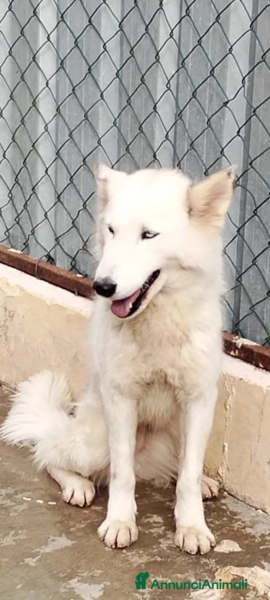 Husky cani in regalo: Donut, una dolcezza di Husky - Annuncio 3