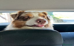 Australian Shepherd cani per accoppiamento: Fidanzata per Tito a Provincia di Lucca - Immagine 7