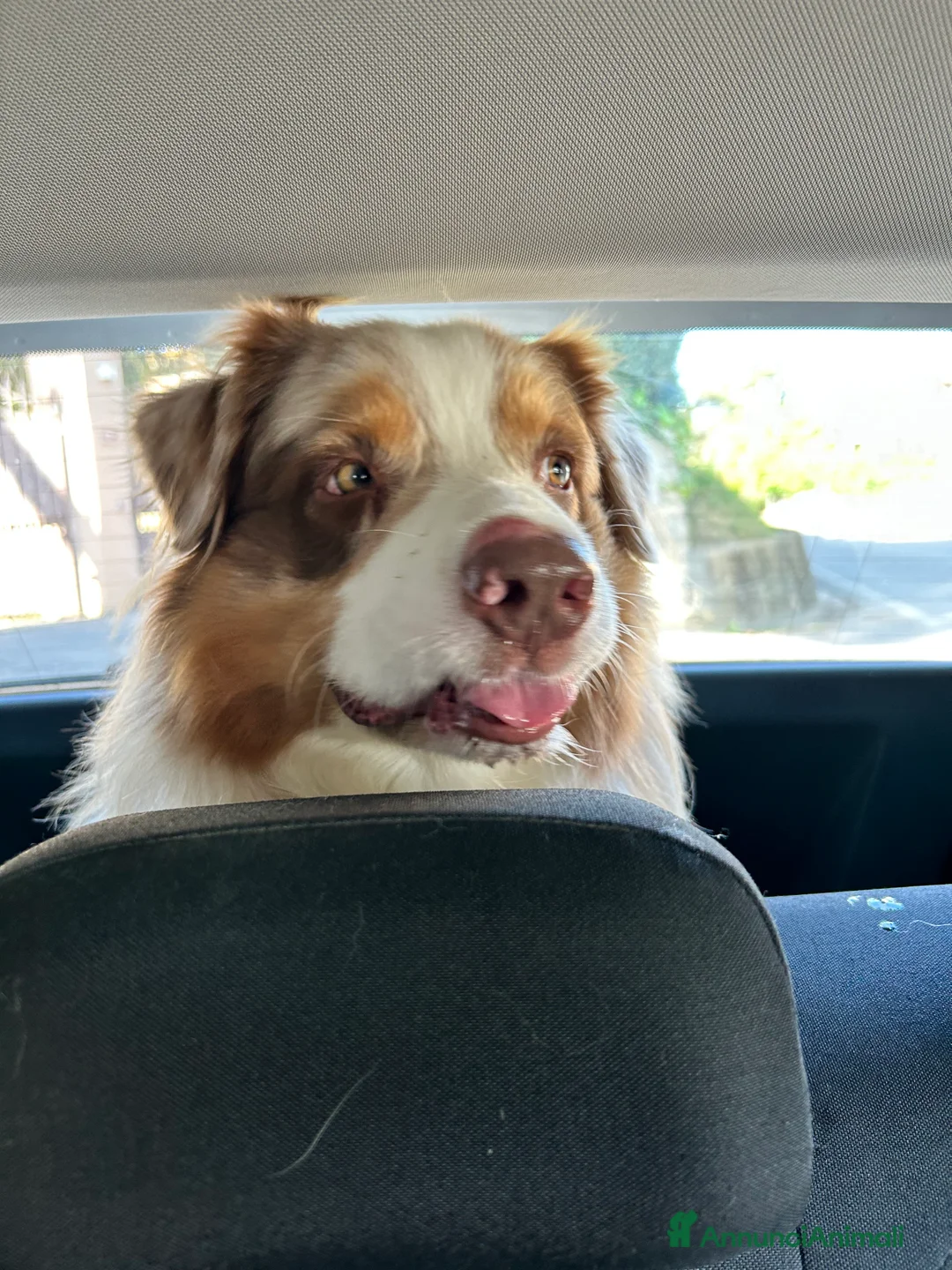 Australian Shepherd cani per accoppiamento: Fidanzata per Tito a Provincia di Lucca - Annuncio 7