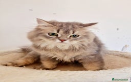 Scottish gatti in vendita: Scottish Fold  a Provincia di Pavia - Immagine 2