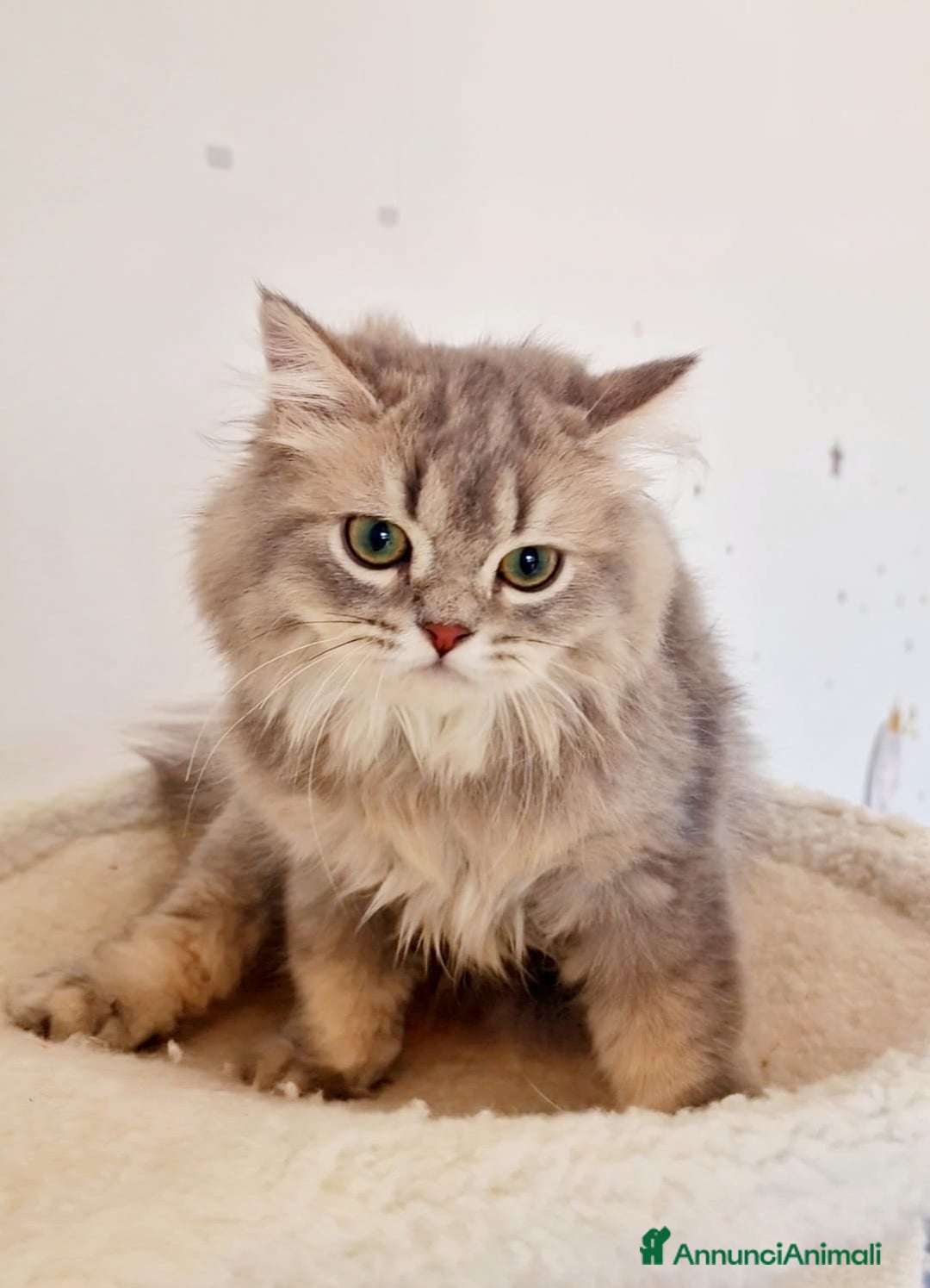 Scottish gatti in vendita: Scottish Fold  a Provincia di Pavia - Immagine 2