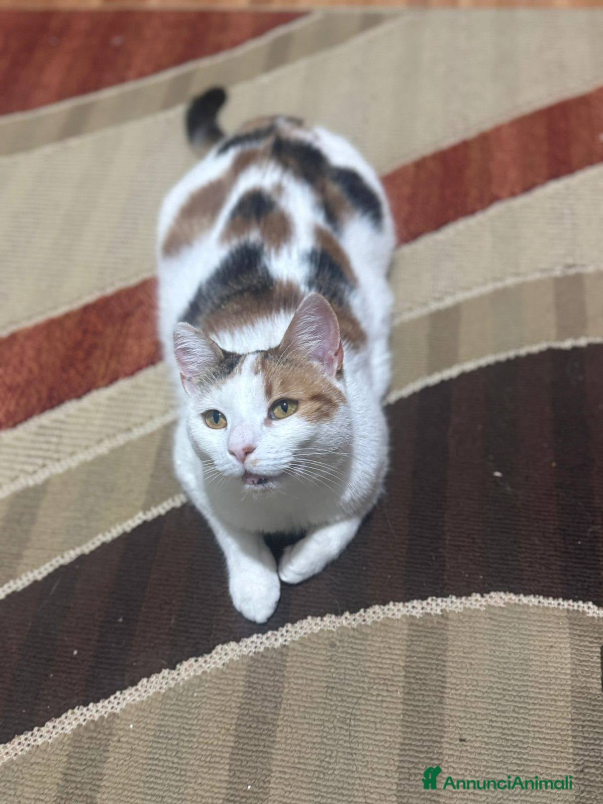 Meticcio gatti Nina adorabile gattina - Annuncio 16