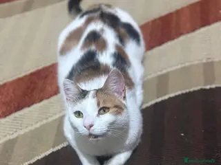 Meticcio gatti Nina adorabile gattina - Annuncio 16