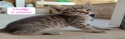 Altre razze gatti in regalo: Tanti gattini desiderosi di trovare casa  a Provincia di Bergamo - Annuncio 2