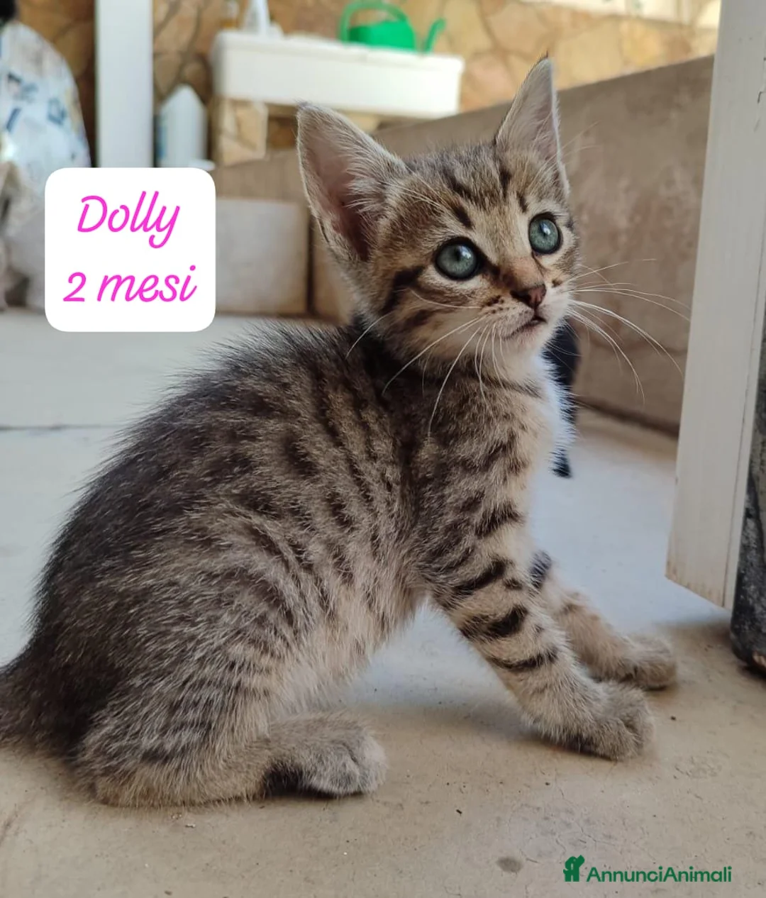 Altre razze gatti in regalo: Tanti gattini desiderosi di trovare casa  a Provincia di Bergamo - Annuncio 2