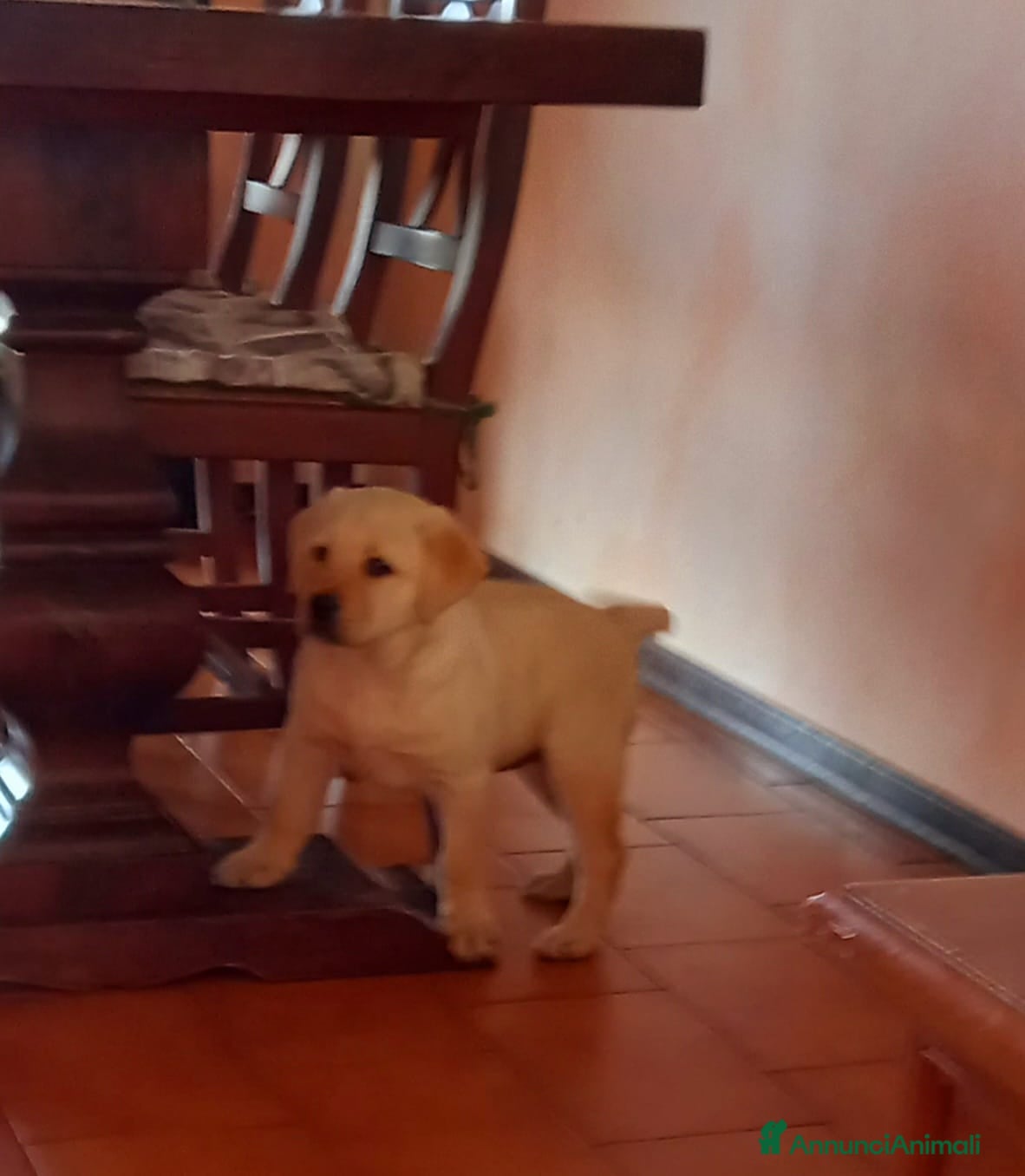 Labrador cani Labrador  - Annuncio 5