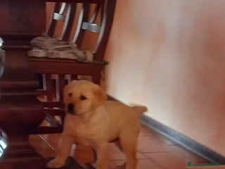 Labrador cani Labrador - Annuncio 8