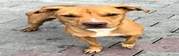 Meticcio cani in regalo: CLYDE PIT BULLINO - Annuncio 2