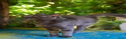 Certosino gatti in regalo: Certosino maschio di un anno - Annuncio 4