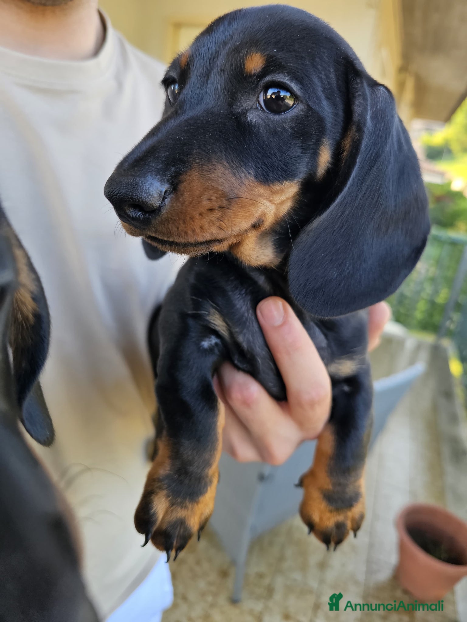 Bassotto cani in vendita: Bassotti nani - Annuncio 20