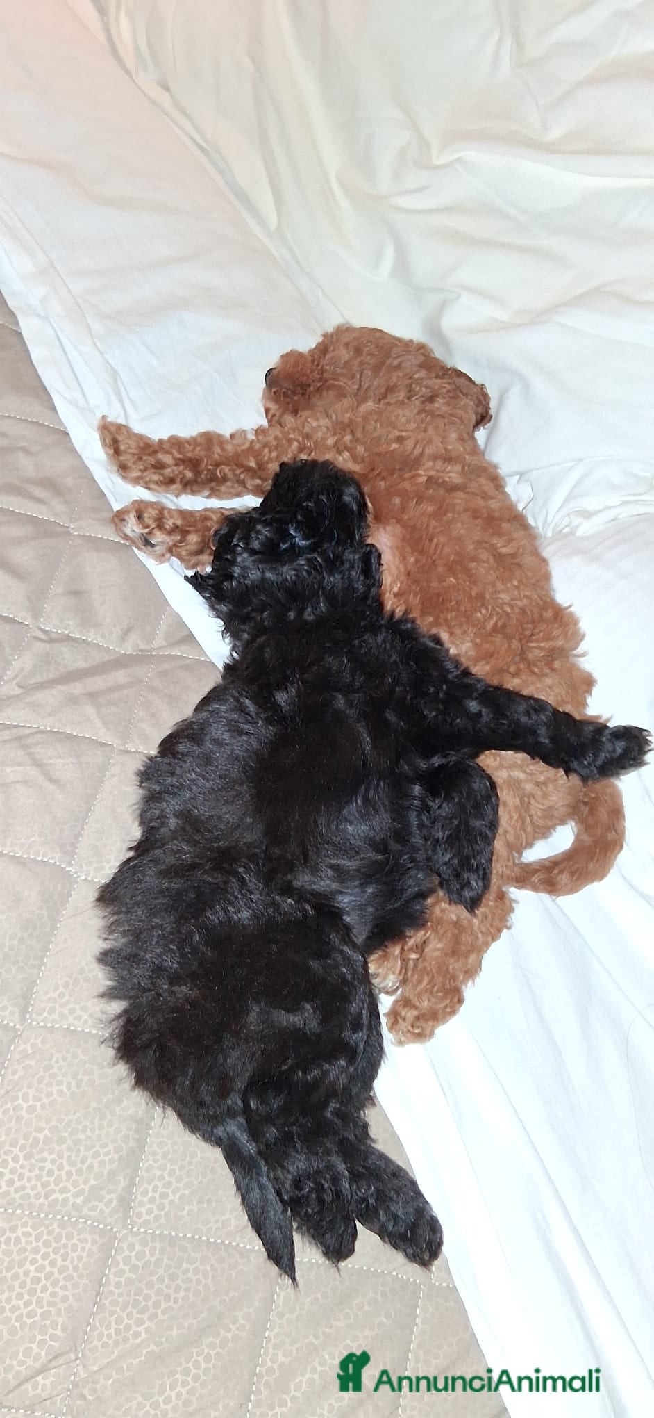 Maltipoo cani Maltipoo  - Annuncio 2