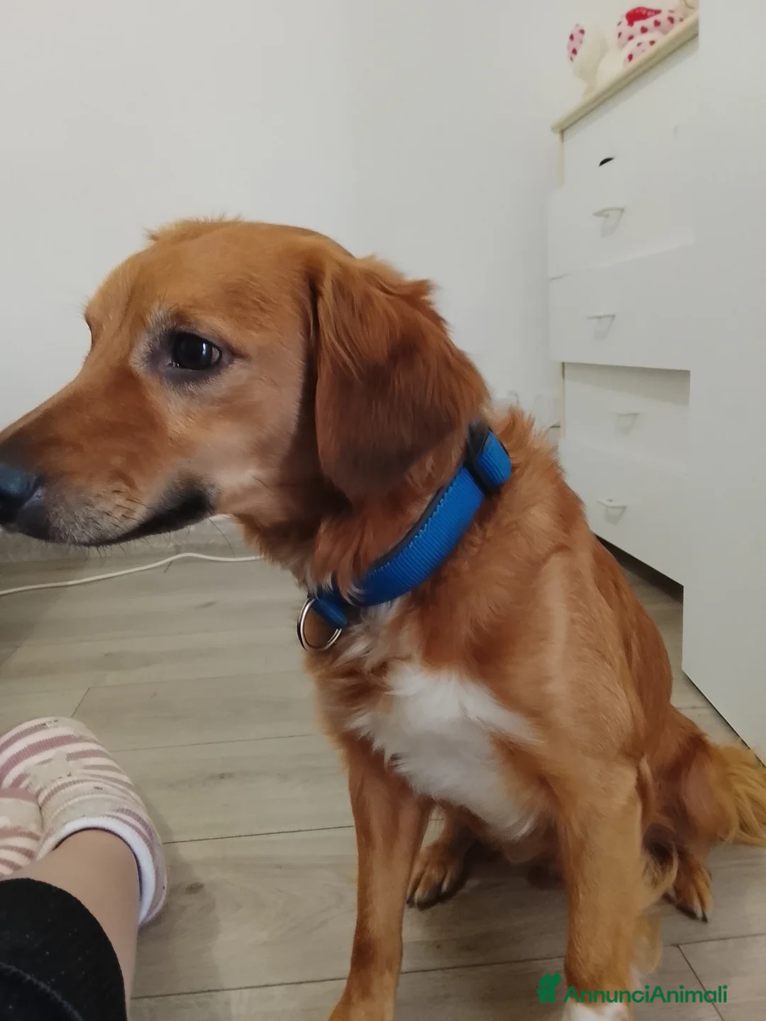 Meticcio cani in regalo: Cane regalo - Annuncio 2