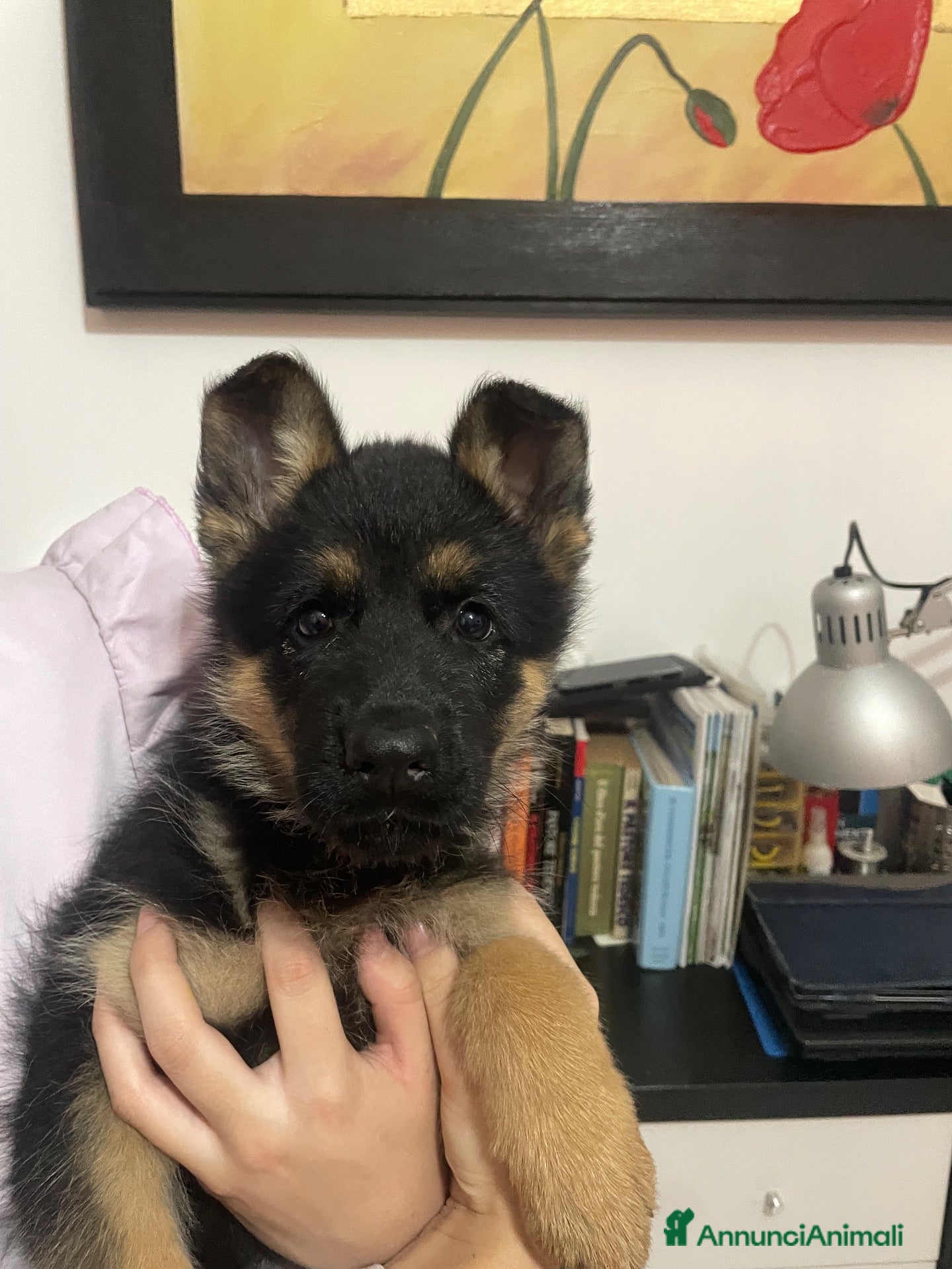 Pastore Tedesco cani in vendita: Cucciola di Pastore tedesco - Annuncio 5
