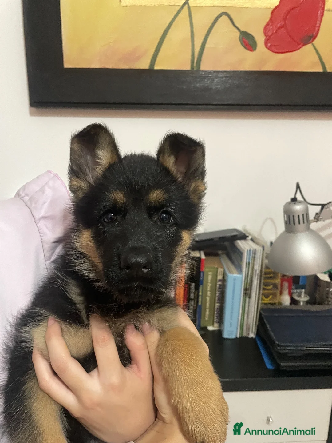 Pastore Tedesco cani in vendita: Cucciola di Pastore tedesco a Provincia di Salerno - Annuncio 1