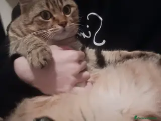 Meticcio gatti Mango cerca una nuova casa - Annuncio 4