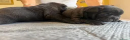 Bulldog Francese cani in vendita: bulldog francese bull dog animali - Annuncio 28
