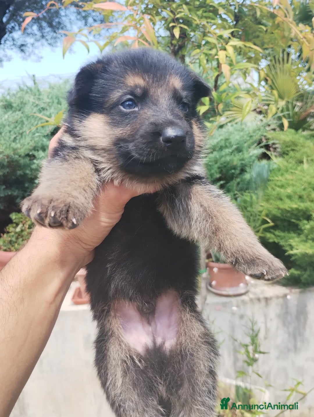 Pastore Tedesco cani in vendita: cuccioli di pastore tedesco - Annuncio 6