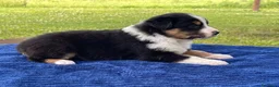 Australian Shepherd cani in vendita: Cuccioli Australian Shepherd - Annuncio 2