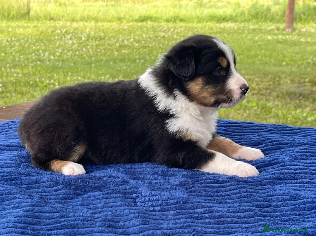 Australian Shepherd cani in vendita: Cuccioli Australian Shepherd - Annuncio 2