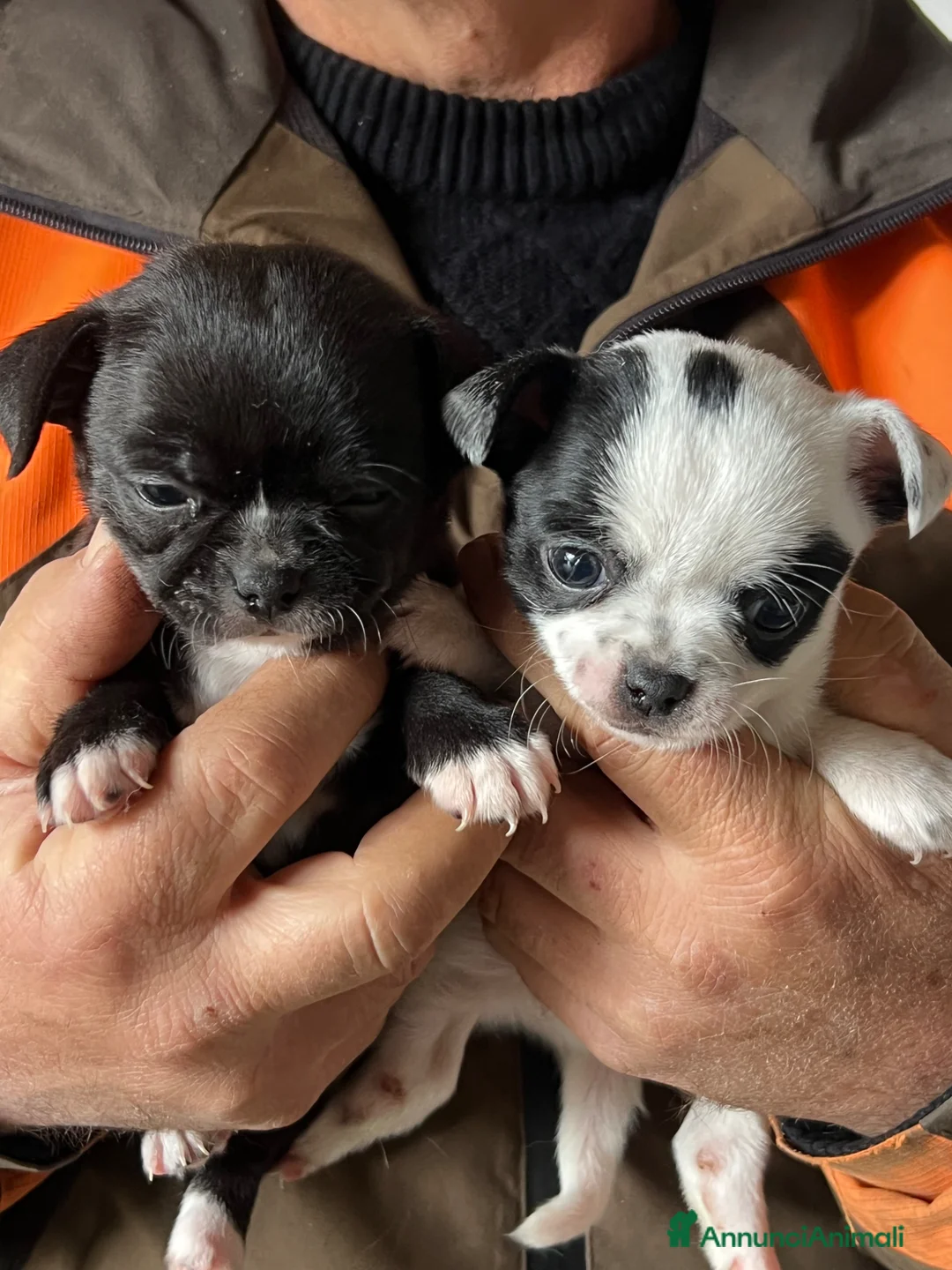 Chihuahua cani in vendita: Chihuahua  - Annuncio 2