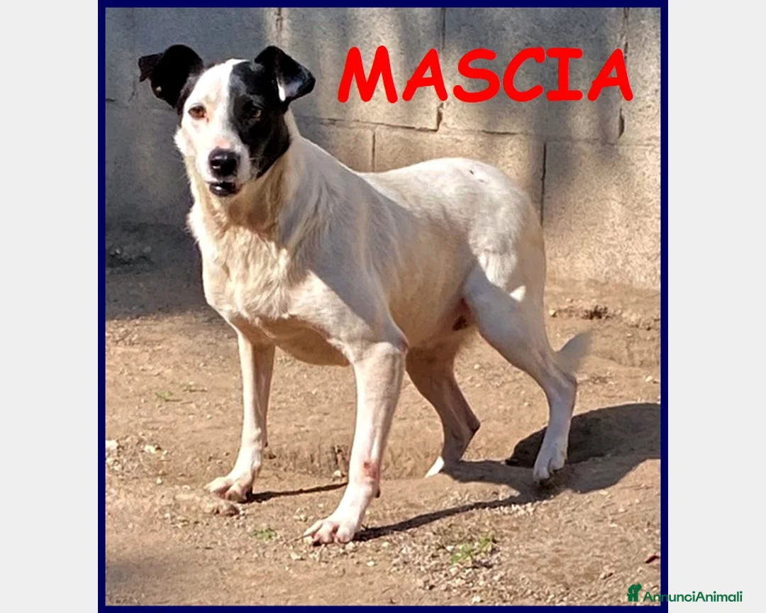 Meticcio cani in regalo: MASCIA 6 ANNI, BELLA E PARTICOLARE...E' ANCORA IN  a Roma - Annuncio 1