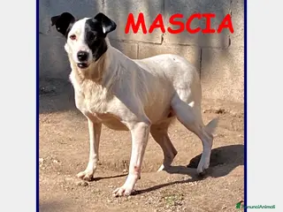 Meticcio cani MASCIA 6 ANNI, BELLA E PARTICOLARE...E' ANCORA IN - Annuncio 12