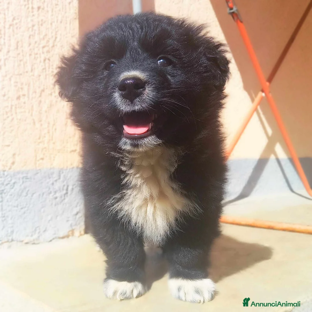 Meticcio cani in regalo: PUFFO, nanetto tenerissimo! 2 MESI - Annuncio 2