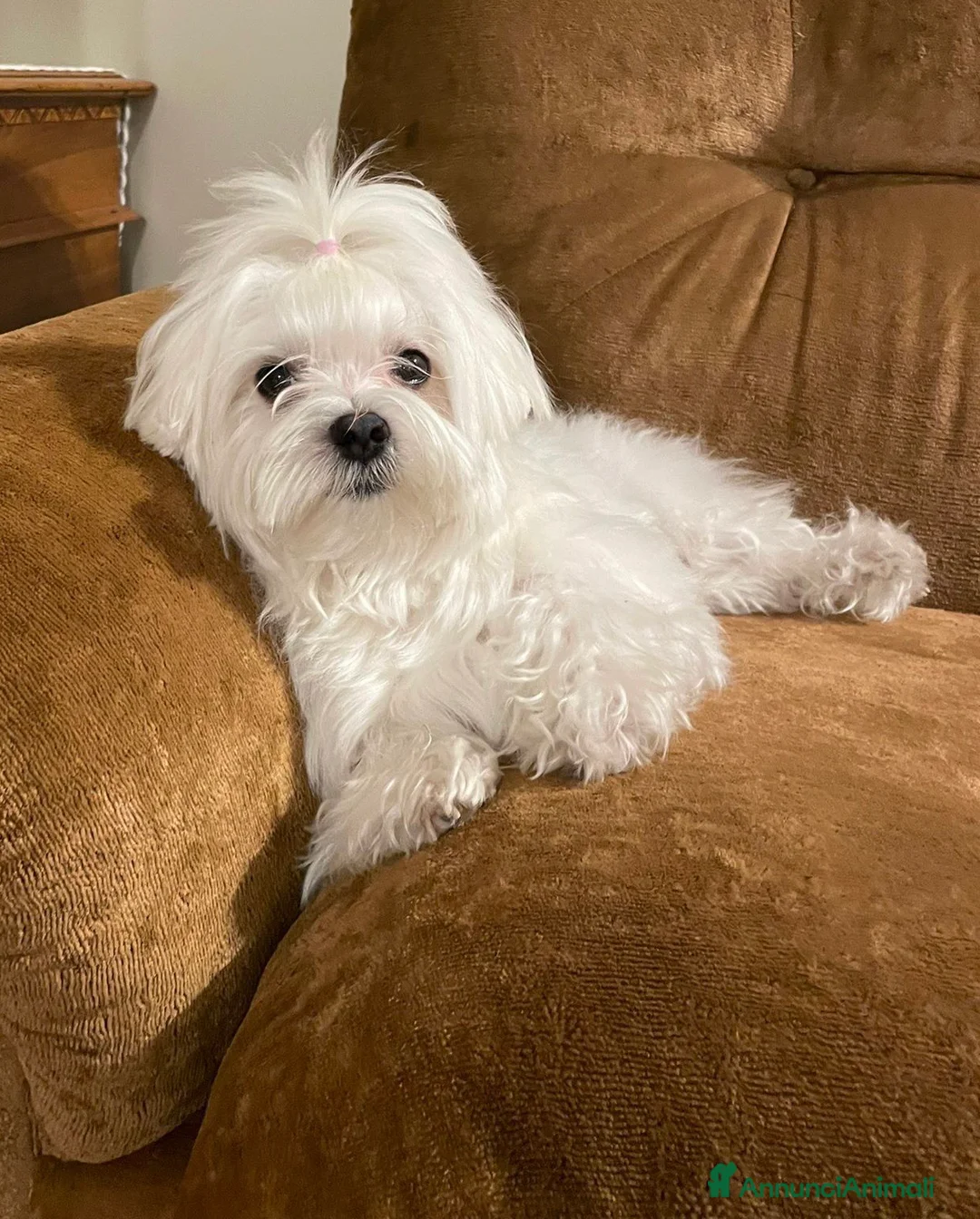 Maltese cani in vendita: Bellissimi maltesi cuccioli a Città Metropolitana di Venezia - Annuncio 6