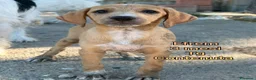 Meticcio cani in regalo: CUCCIOLI ABBANDONATI: EMERGENZA  a Città metropolitana di Milano - Annuncio 2