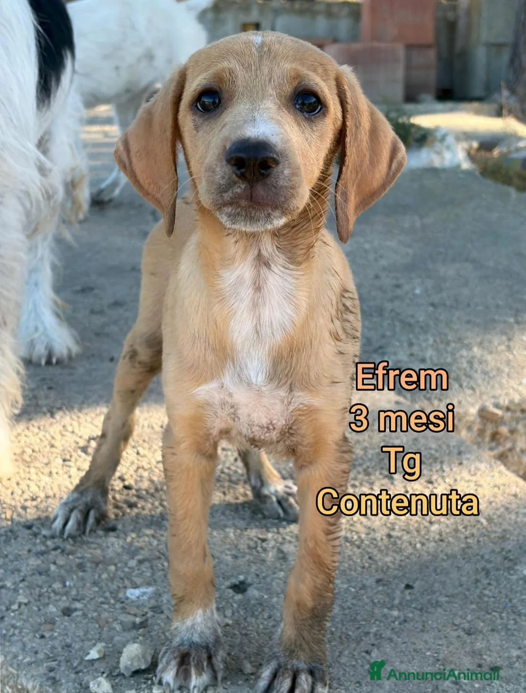 Meticcio cani in regalo: CUCCIOLI ABBANDONATI: EMERGENZA  a Città metropolitana di Milano - Annuncio 2