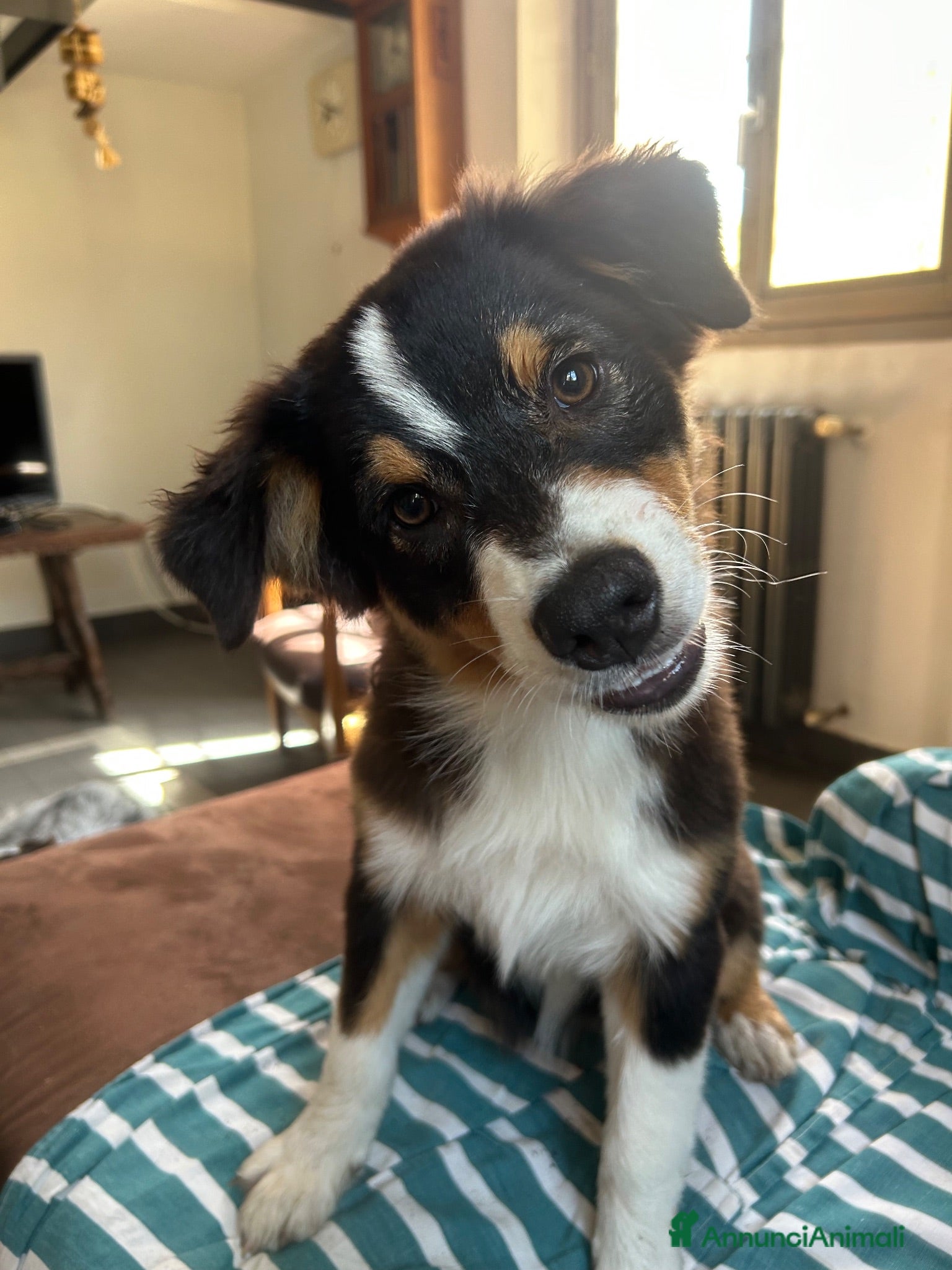 Australian Shepherd cani Ultima cucciola pastore australiano - Annuncio 2