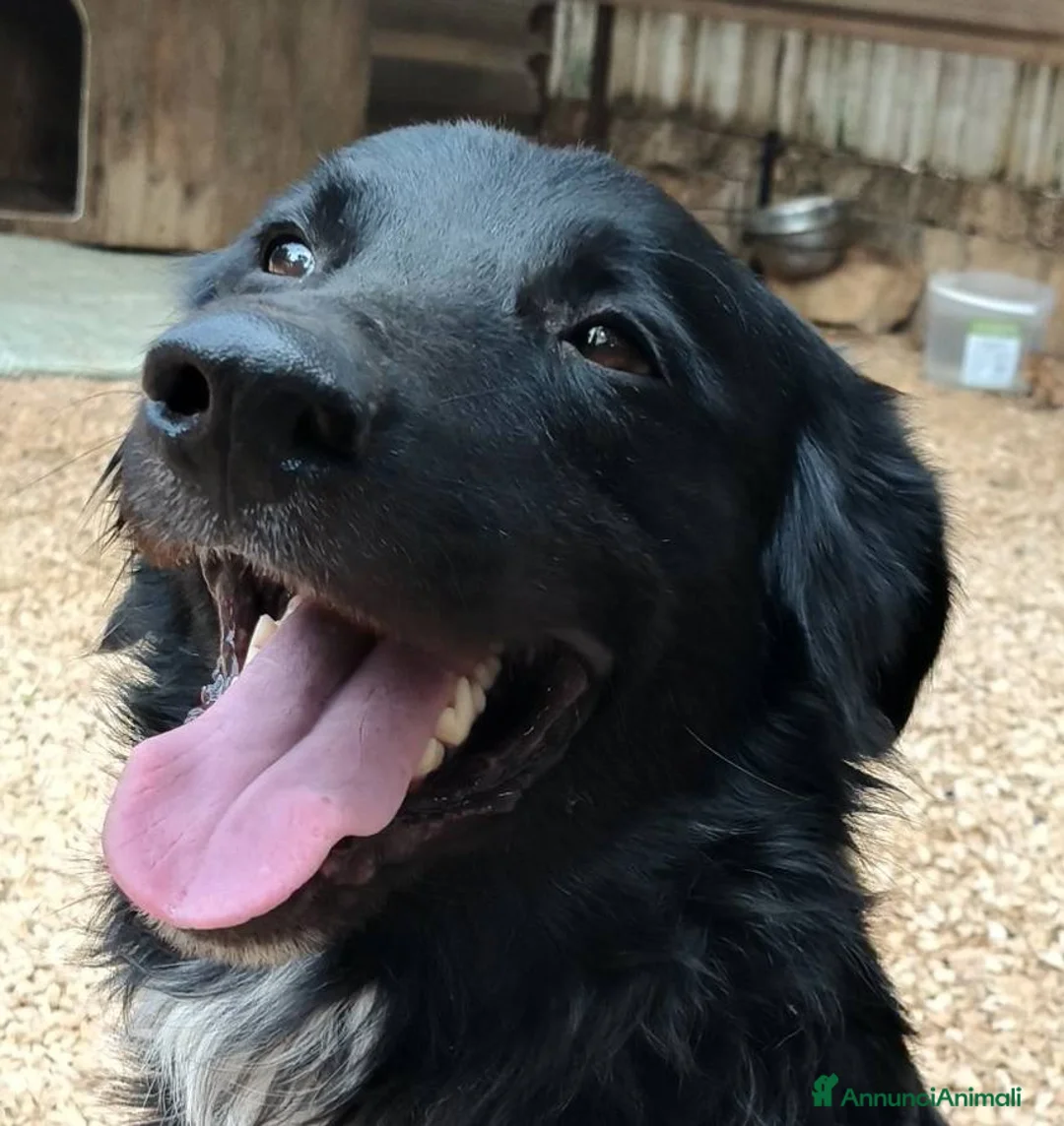 Meticcio cani in regalo: Sansone, il cane ideale - Annuncio 1