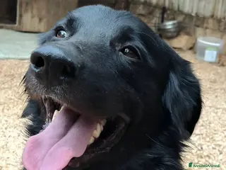 Meticcio cani Sansone, il cane ideale - Annuncio 26