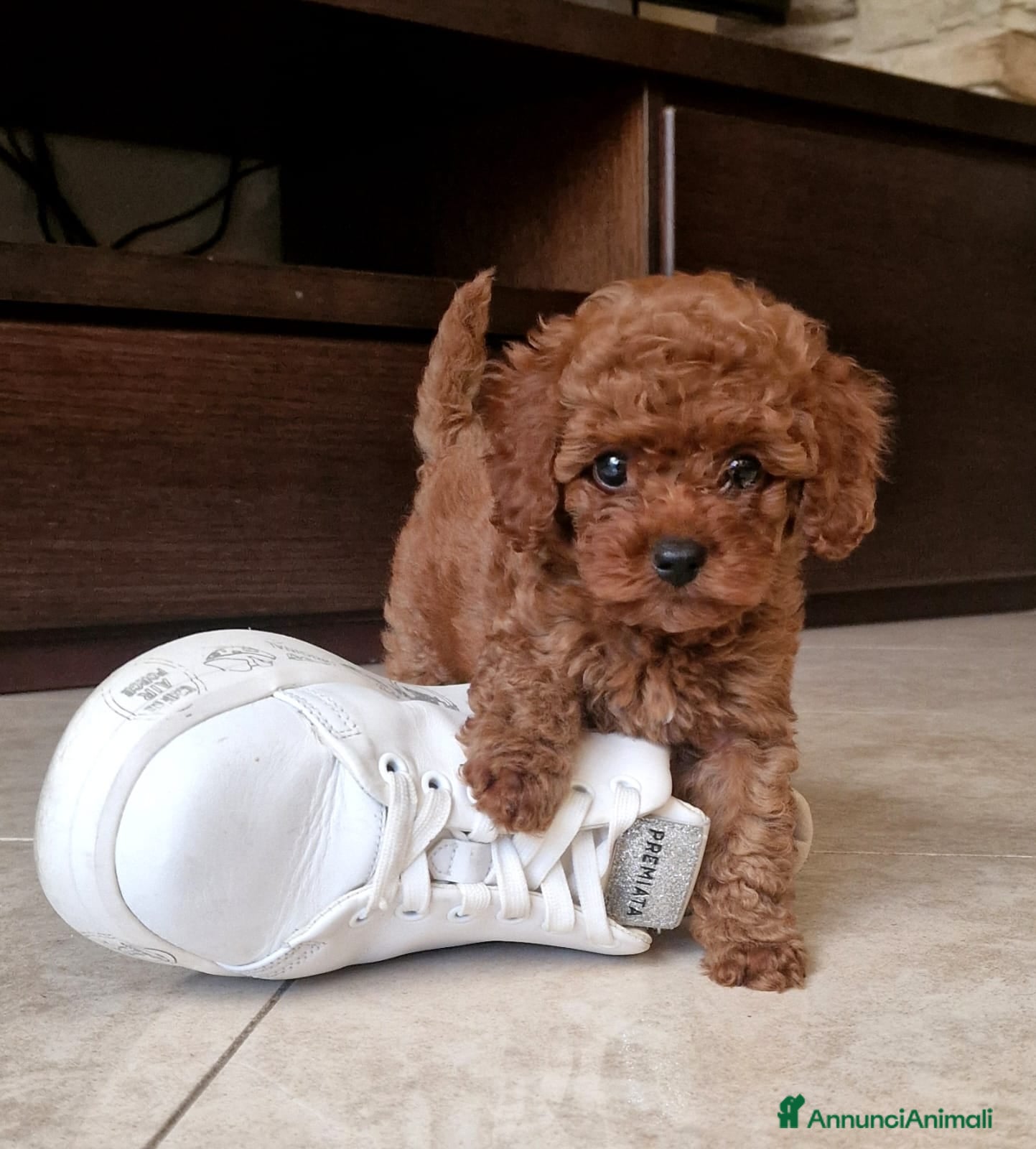 Barboncino Toy cani in vendita: Barboncino mini toy e Teacup Red brown  - Annuncio 13