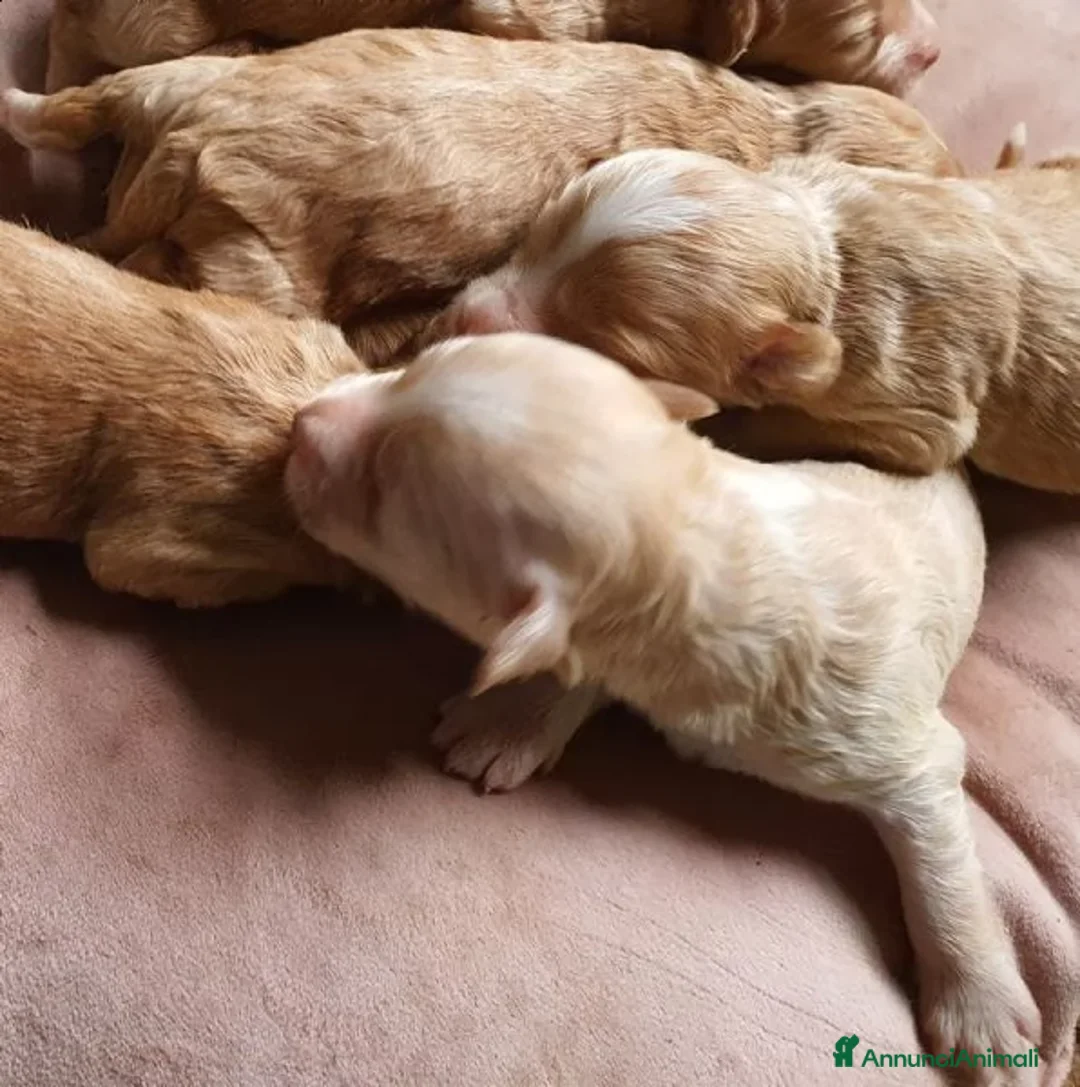 Barboncino cani in vendita: Barboncina femmina - Annuncio 2