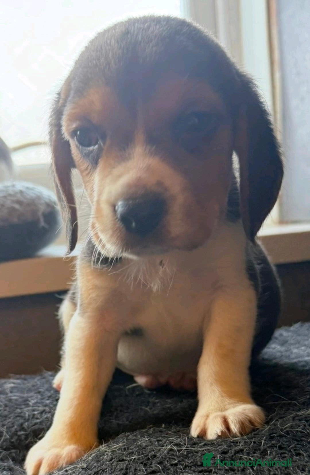 Beagle cani in vendita: Cuccioli di Beagle cercano umani per sempre! a Città metropolitana di Roma Capitale - Annuncio 5