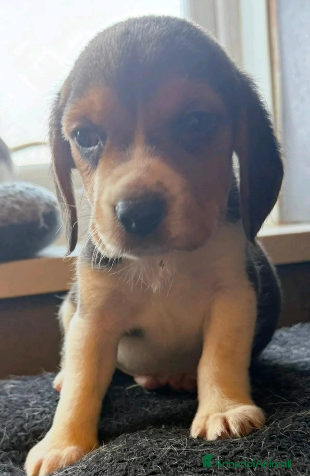 Beagle cani in vendita: Cuccioli di Beagle cercano umani per sempre! a Città metropolitana di Roma Capitale - Annuncio 5
